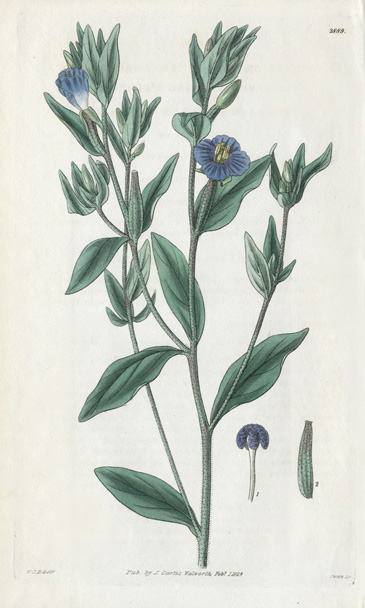 William Curtis Botanical Prints 1787-1826