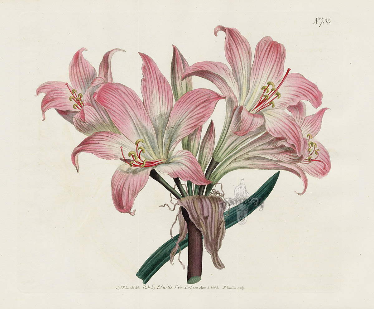 Amaryllis Belladonna. Belladonna Lily. from Curtis Doubles of Protea ...