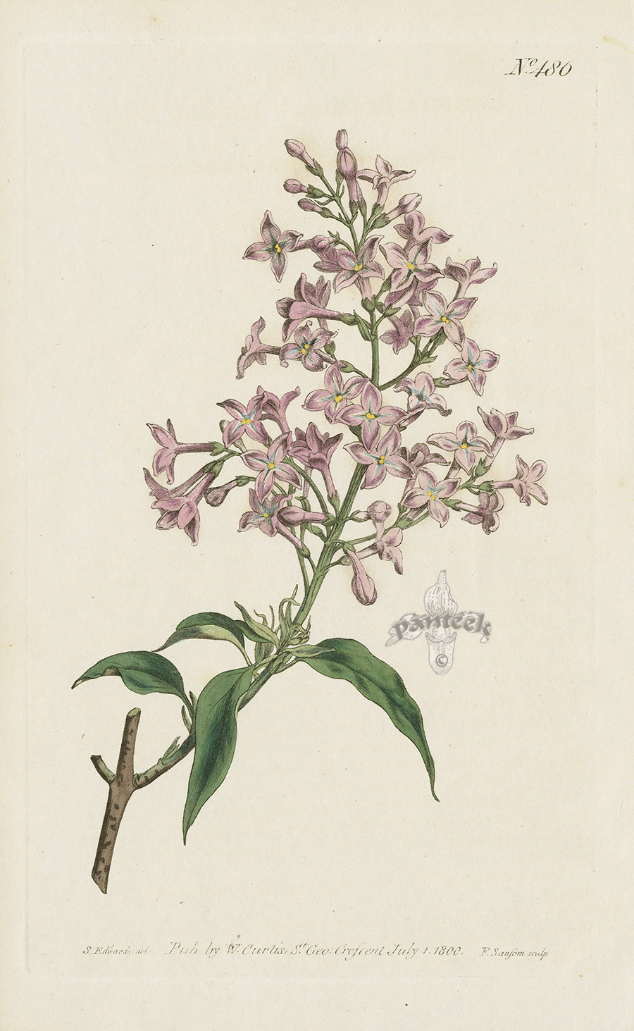 Gladiolus Lineatus. Pencilled Corn-Flag. from Curtis prints of tiger ...