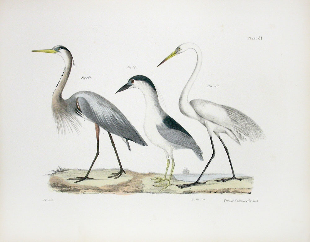 De Kay Bird Prints 1844