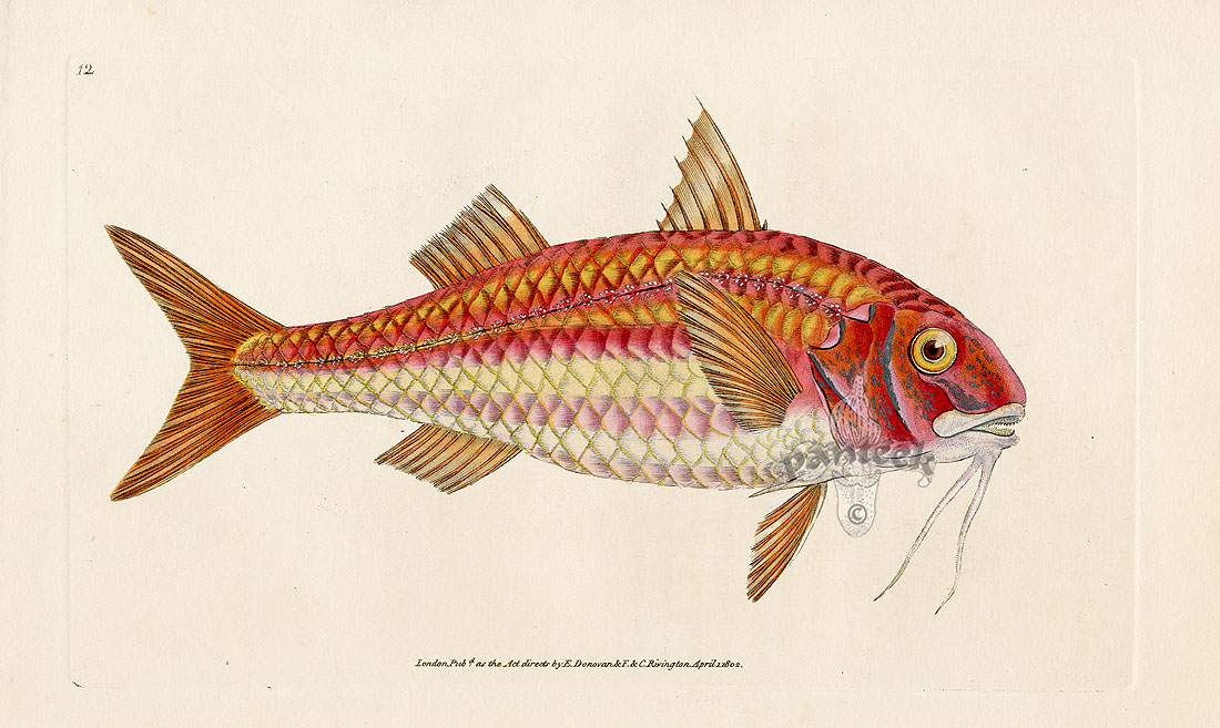 Antique Prints of Fish from Edward Donovan