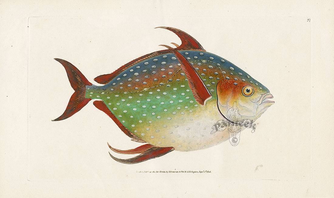Antique Prints of Fish from Edward Donovan