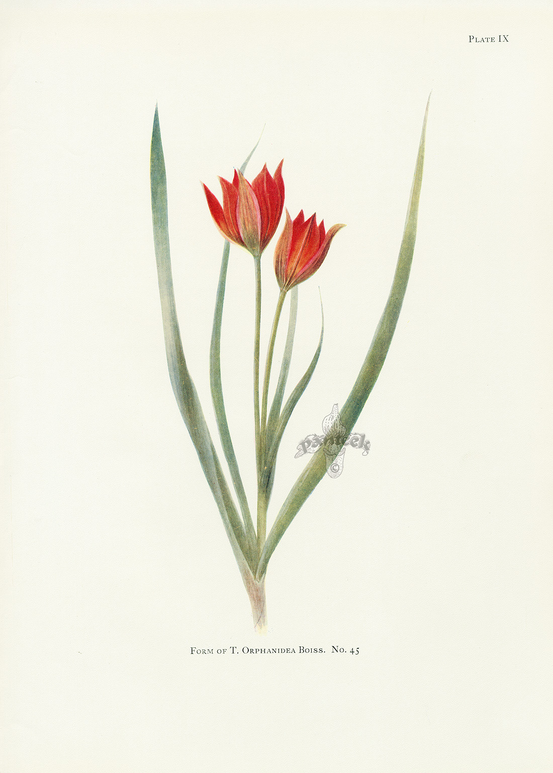 Dykes Tulip Prints 1930