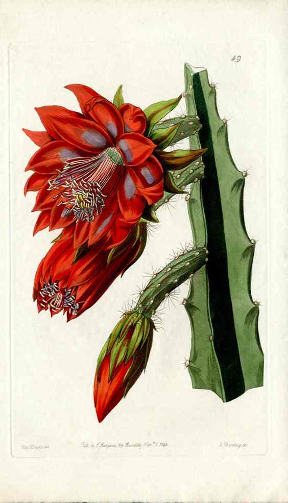 Edwards Botanical Register Prints 1815