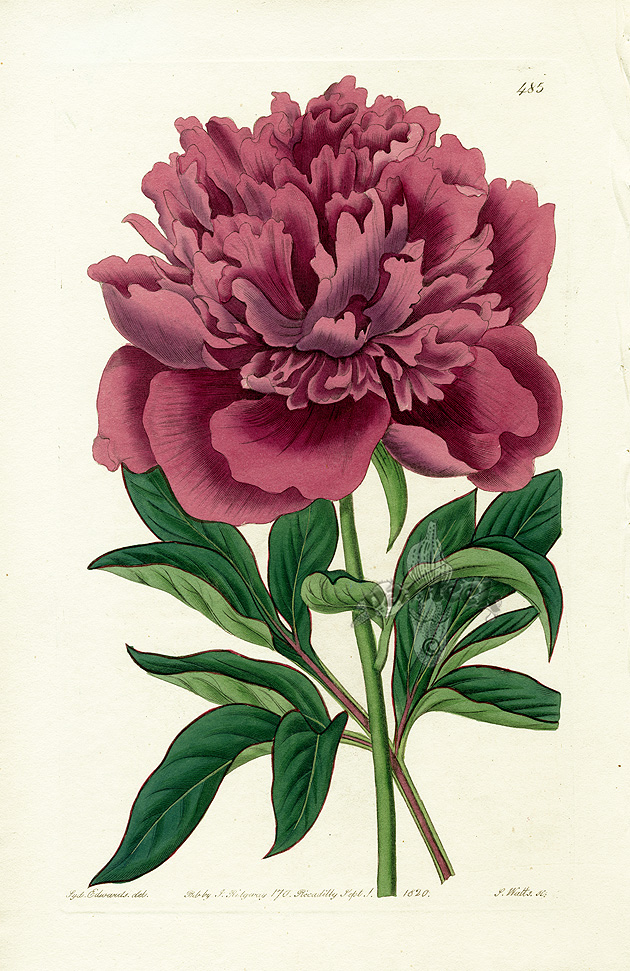 Edwards Botanical Register Prints 1815