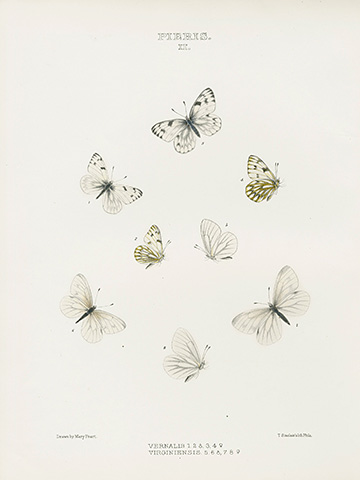 Butterflies of North America by WM.H. Edwards 1868