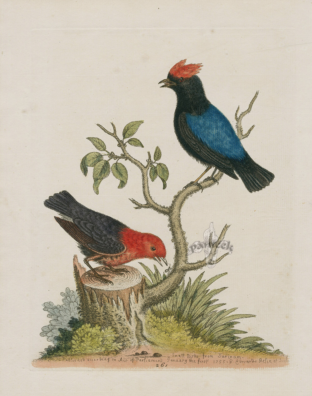 Small birds from Surinam from 1743 George Edwards Original English Edition