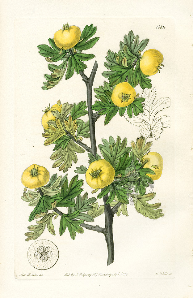 Edwards Botanical Register Prints