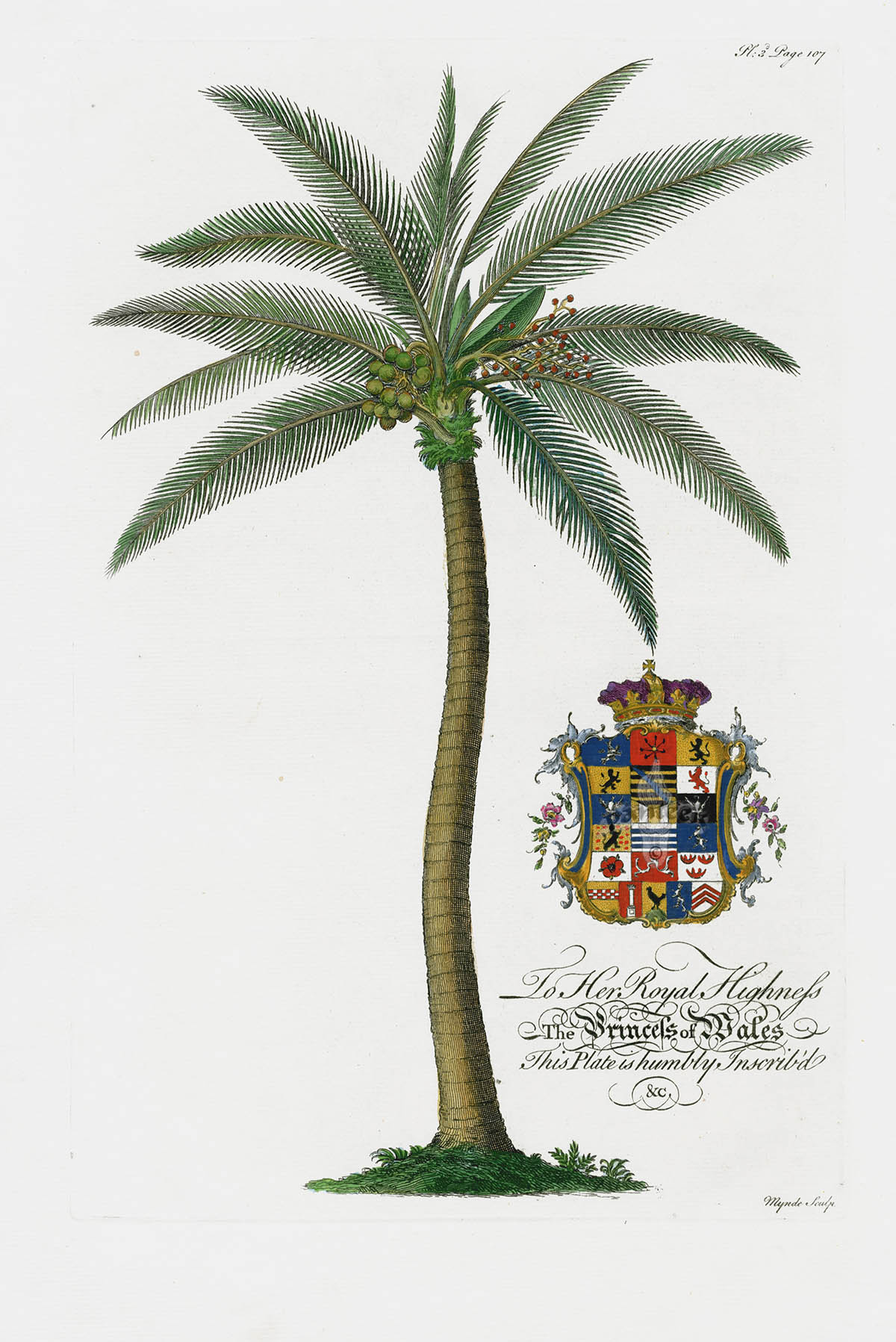 Coconut Palm Tree from Ehret Natural History of Barbados 1750