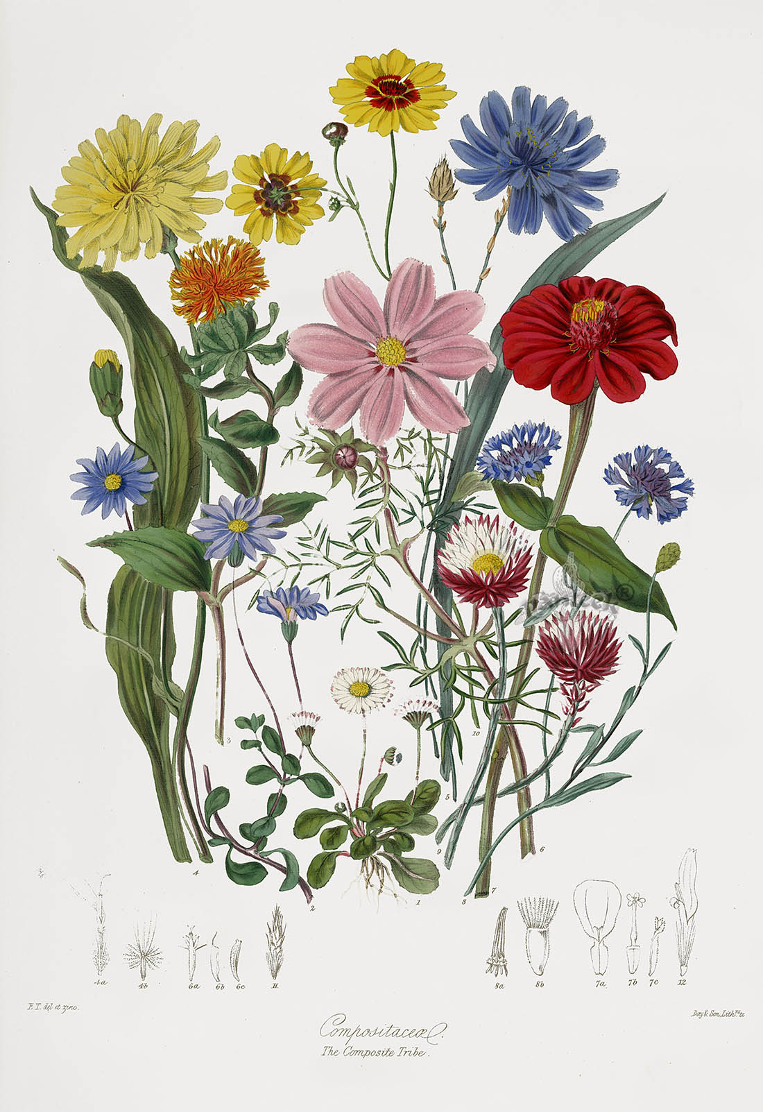 Elizabeth Twining Natural Order of Plants 1849