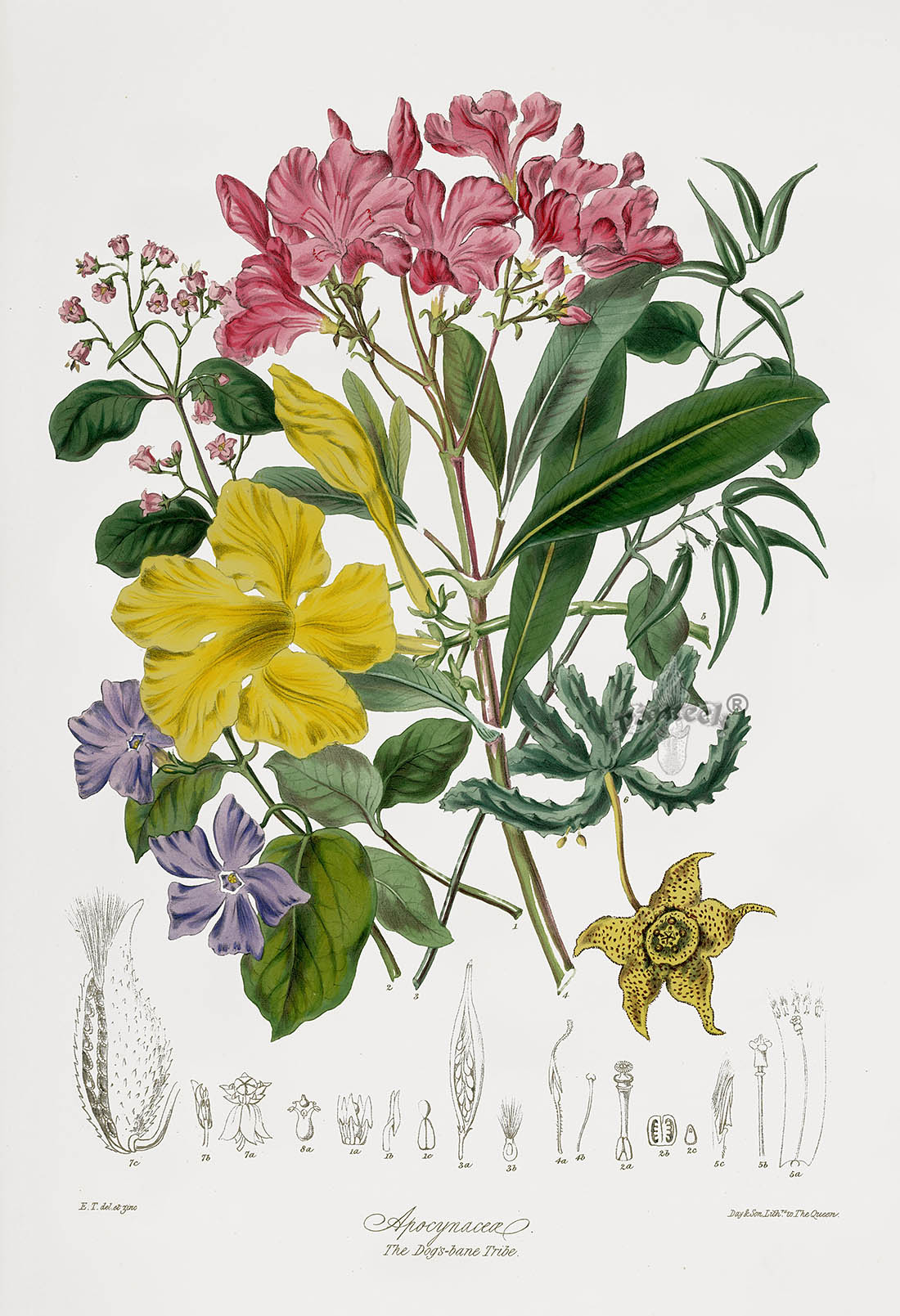 Elizabeth Twining Natural Order of Plants 1849