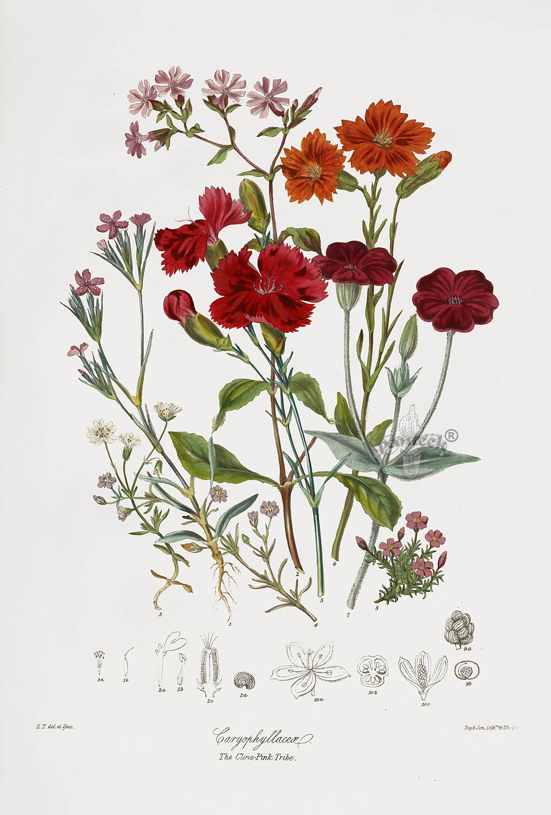 Ботанические постеры. Ботанические иллюстрации Elizabeth. Elizabeth Twining (1805 - 1889). Elizabeth Twining Botanical Prints. Винтажные Ботанические иллюстрации.