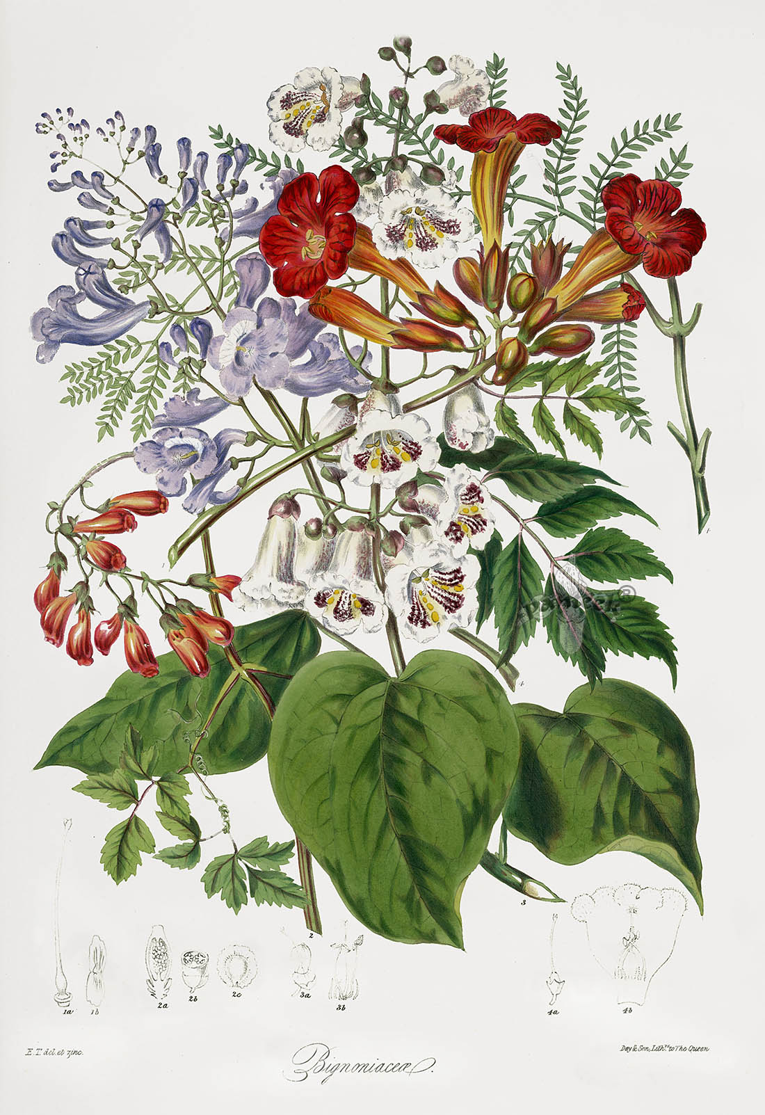 Иллюстрации растений. Ботанические иллюстрации Elizabeth. Elizabeth Twining Botanical Prints. Мирра Ботаническая иллюстрация. Botanical Print 19 век.