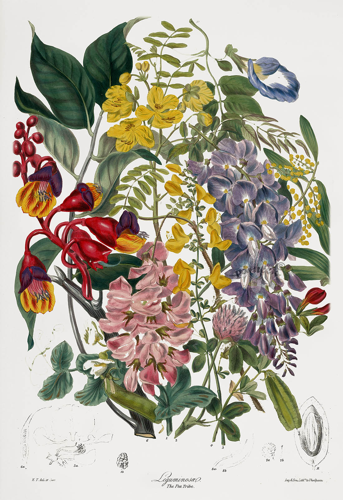 Начинающая ботаника. Elizabeth Twining. Elizabeth Twining Botanical Prints. Ботаническое искусство (Botanical Art). Ботанические иллюстрации Elizabeth.