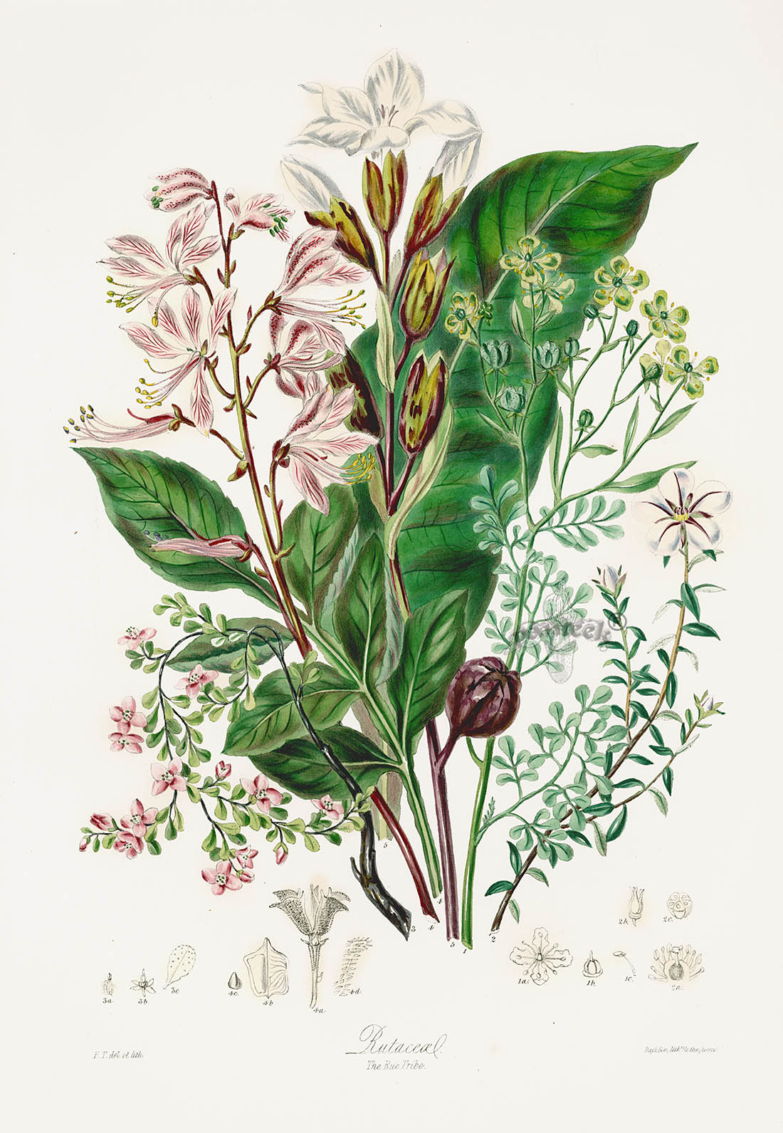Ботанические иллюстрации Elizabeth Twining