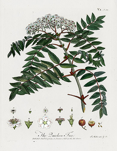 John Evelyn Sylva, Discourse of Forest Trees 1786