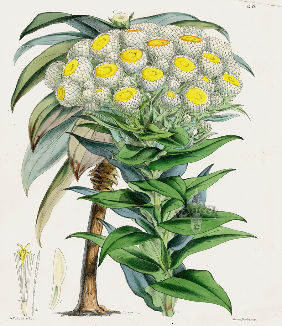 Helichrysum from Tropical botanical lithographs from the Fitch Curtis Years