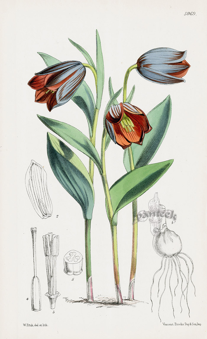 Fritillaria Lily from Tropical botanical lithographs from the Fitch ...