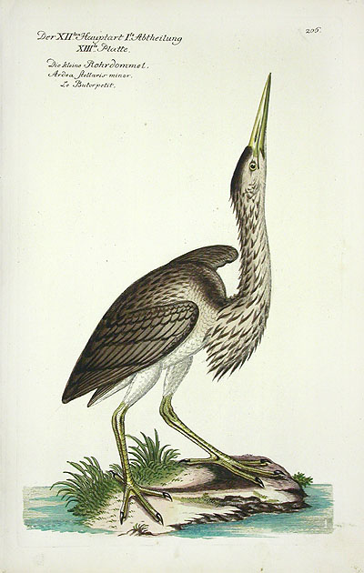 Frisch Antique Bird Prints 1733