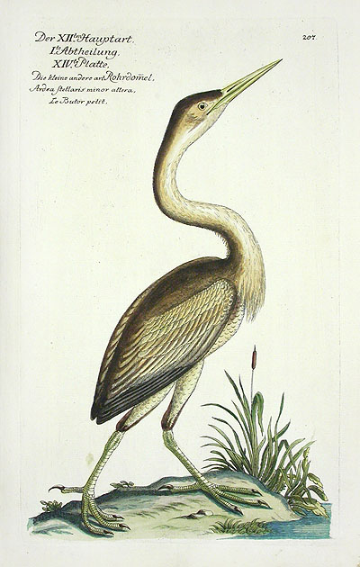 Frisch Antique Bird Prints 1733