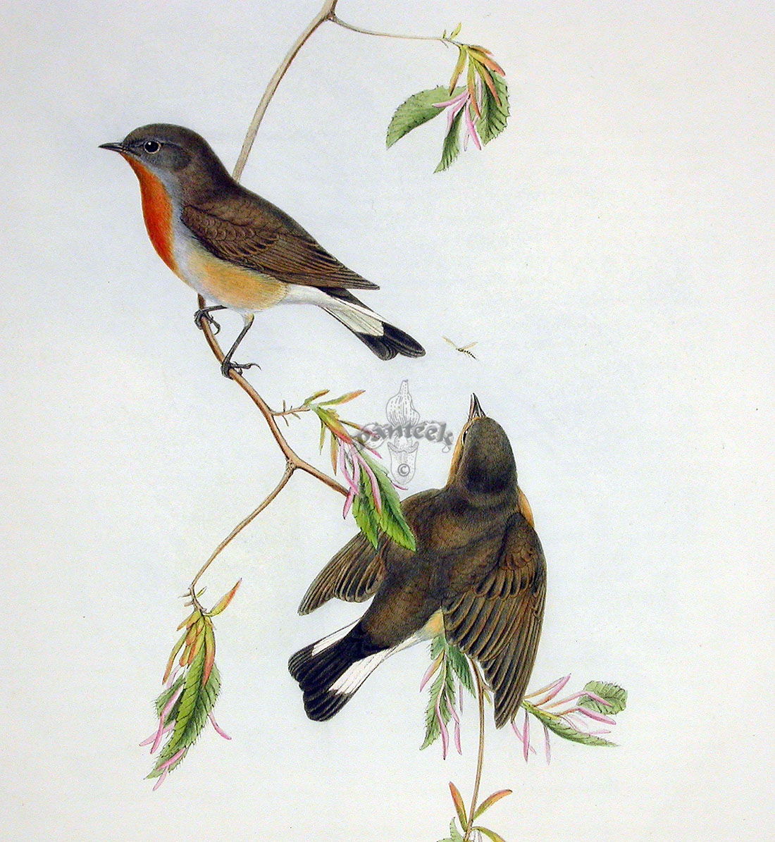 John Gould Birds of Great Britain 1862-1873