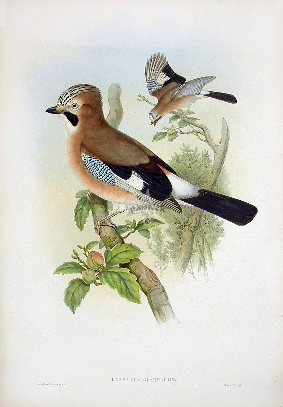 John Gould Birds of Great Britain 1862-1873