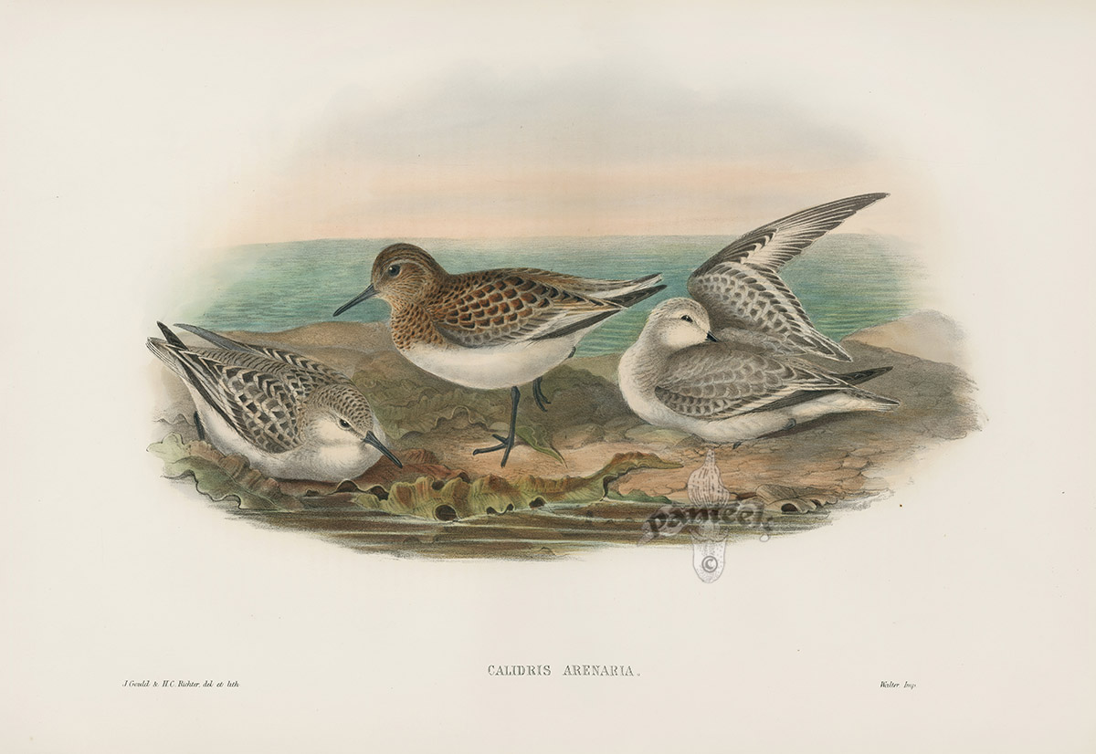 Sandpiper Birds deals by Gould, Original Antique Hand Colored Lithograph, Rare Birds of Great Britain Print