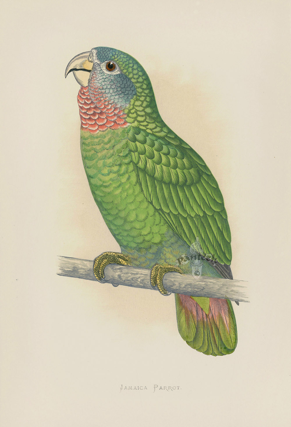 less-than-300-swift-parrots-remain-in-the-wild-australian-geographic