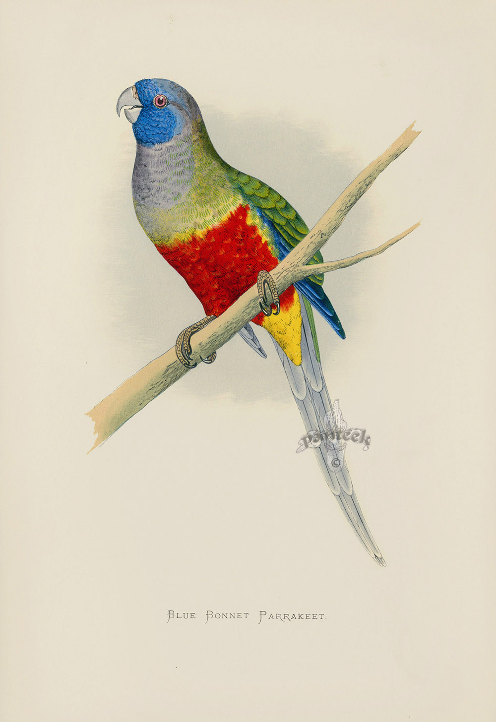 Blue Bonnet Parrakeet Australia from WT Greene Parrots 1884 Parrot Prints