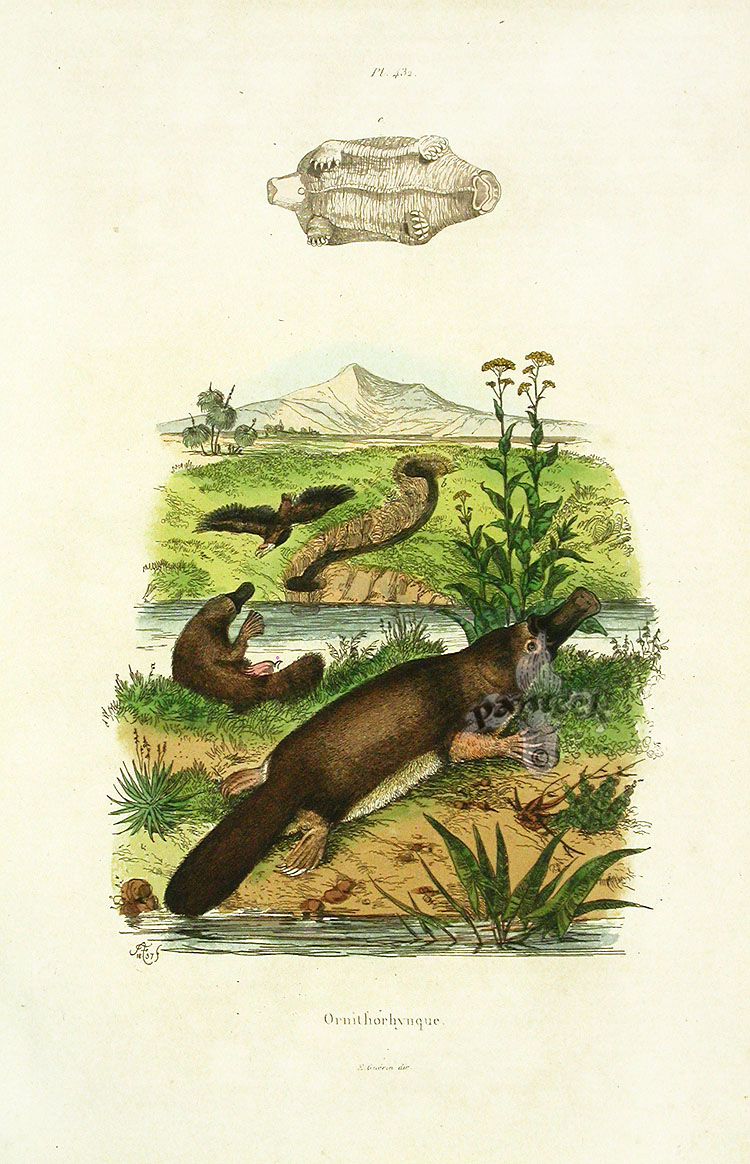 Guerin Natural History Prints 1836