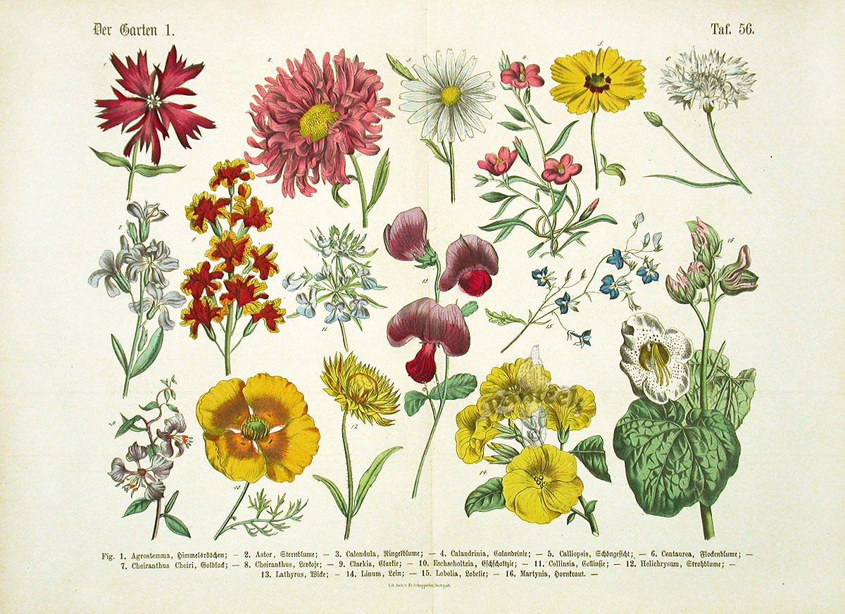 Hoffmann Botanical Prints 1886