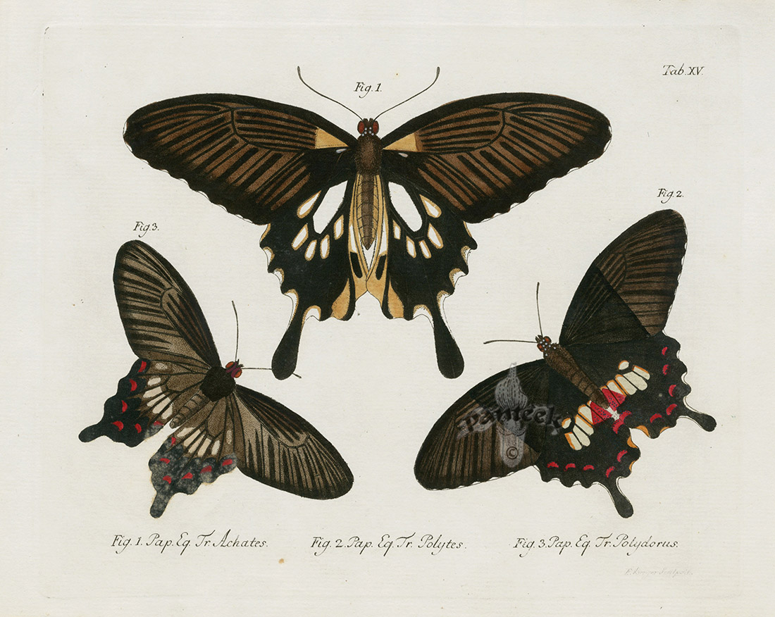 Achates, Polytes, Polydorus Butterflies from C.G. Jablonsky Butterfly ...