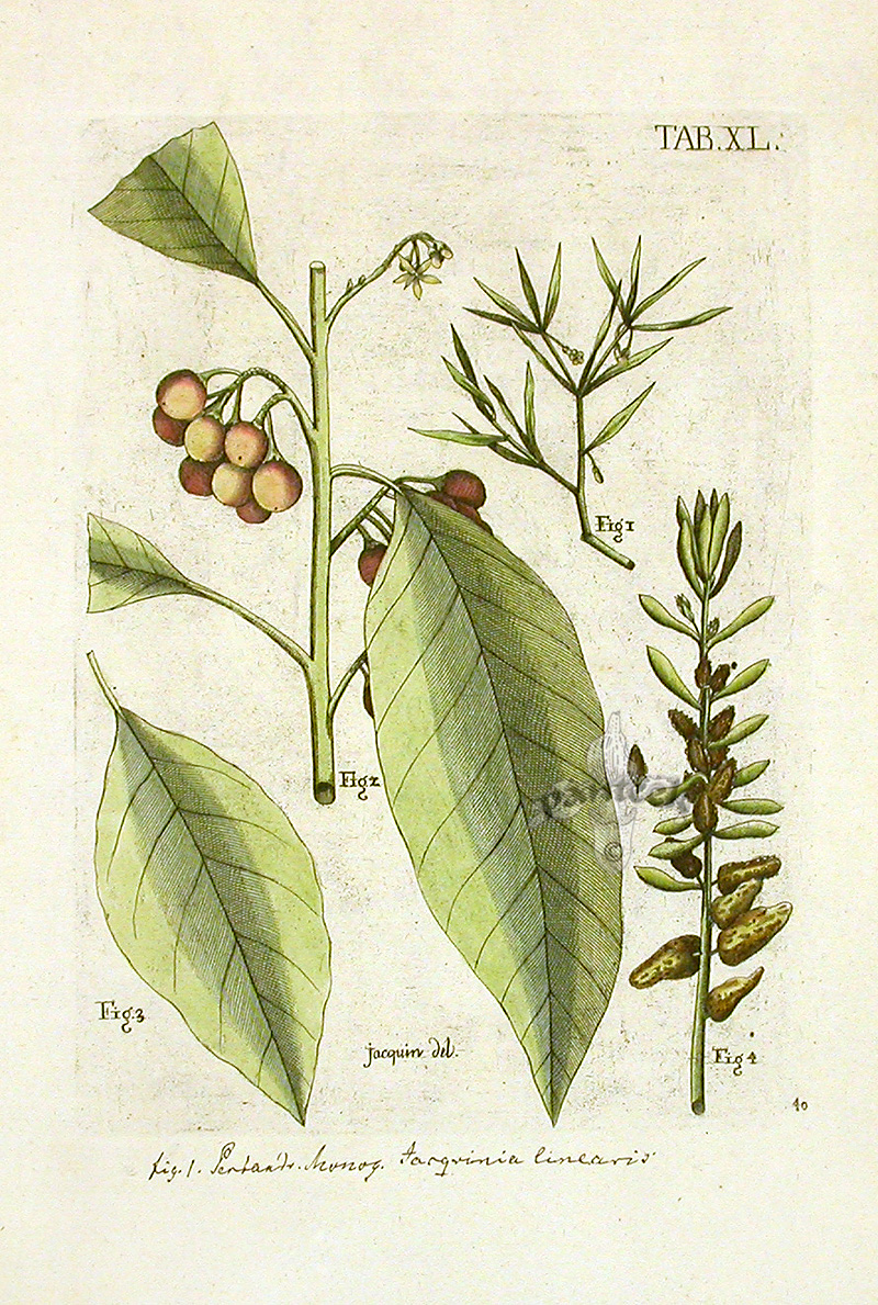 Jacquin Botanical Prints 1764