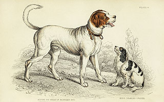 Jardine's Naturalist Library Dogs