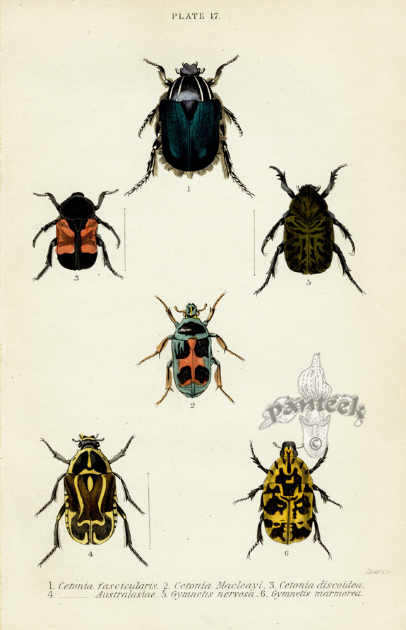 Jardine's Naturalist Library Insects