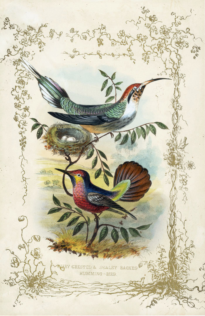 Paul Jerrard Hummingbird Offering 1852