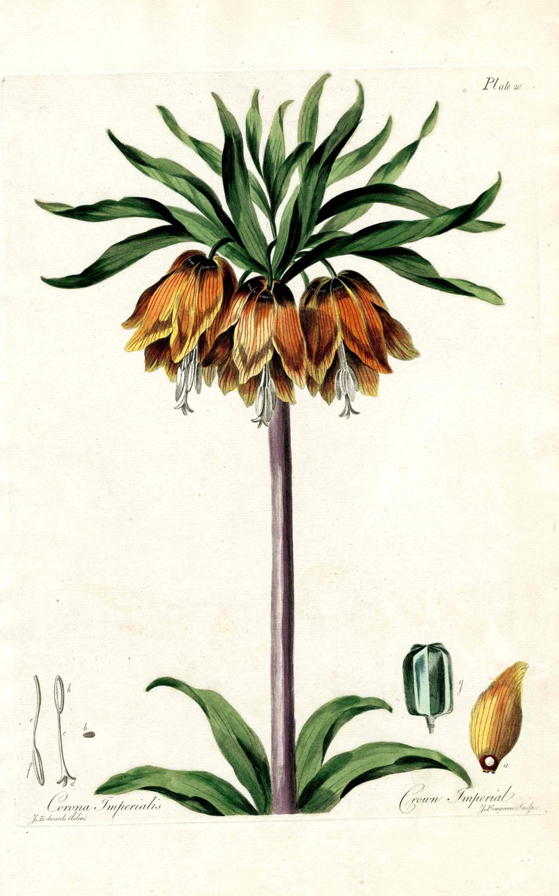 Johann Weinmann Botanical Prints 1737