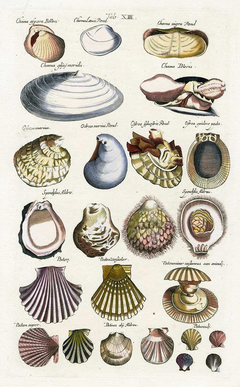 Merian Fish Prints, Crab Prints, Shell Prints from Johnston 1767