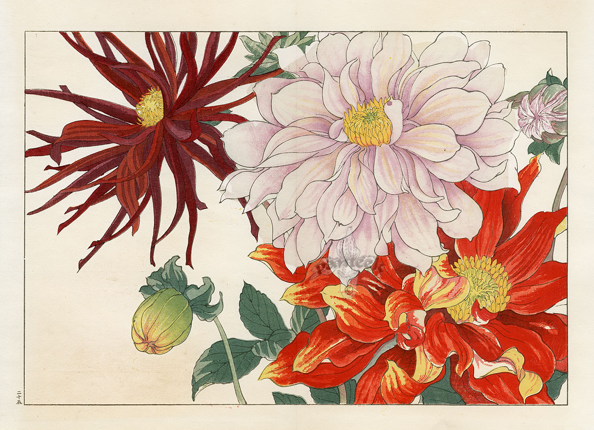 Tanigami Konan Western Flower Woodblock Prints 