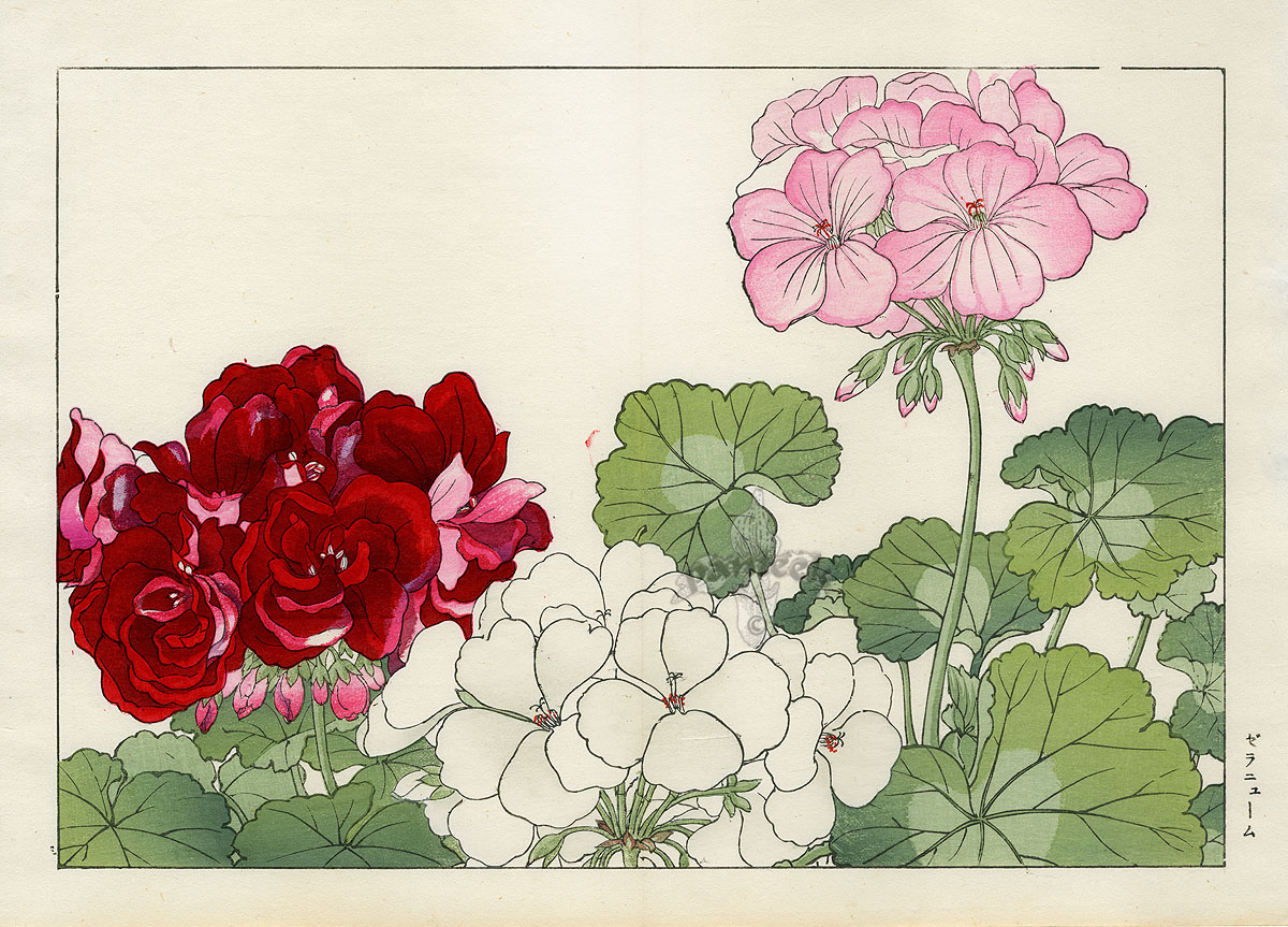 Герань летит. Японская гравюра цветы Конан Танигами. Tanigami Konan Western Flower Woodblock Prints 1917. Ботаническая живопись герань.