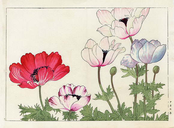 Tanigami Konan Western Flower Woodblock Prints 1917