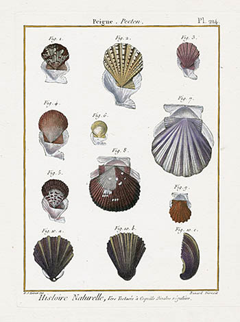 Lamarck Shell Prints 1782