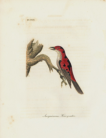 John Latham General History of Birds Prints