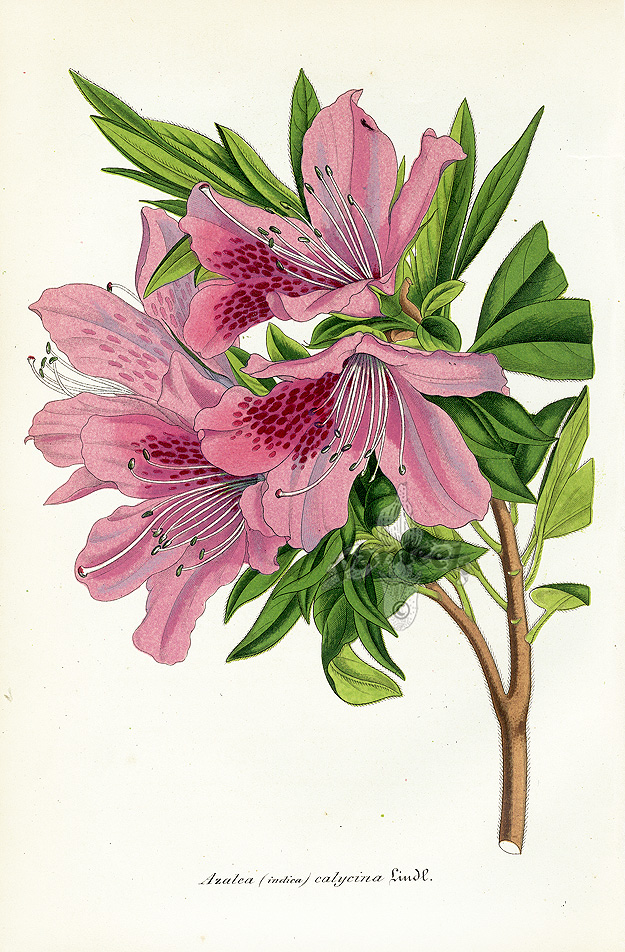 Botanical Prints by Lemaire 1851-54