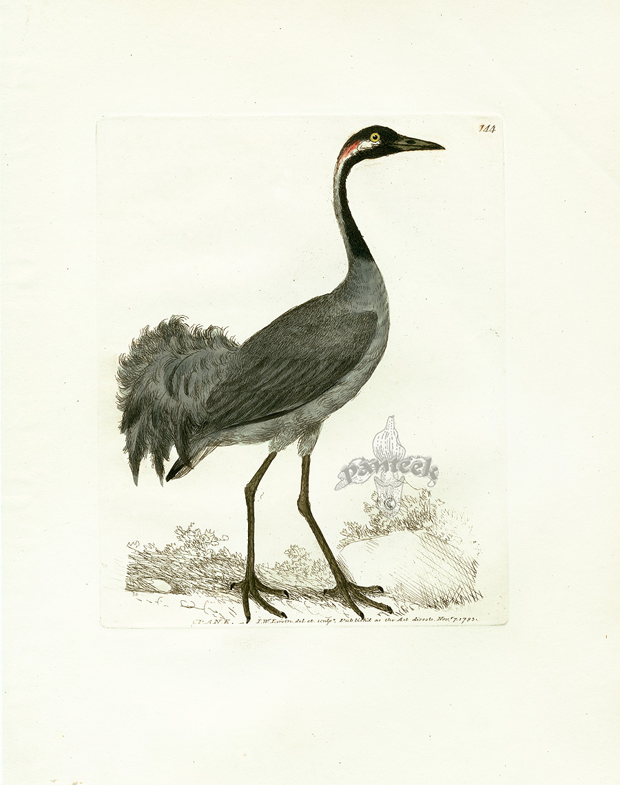 Lewin Bird Prints 1795