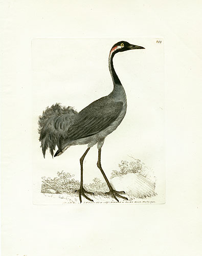 Lewin Birds of Great Britain Swan Prints 1795