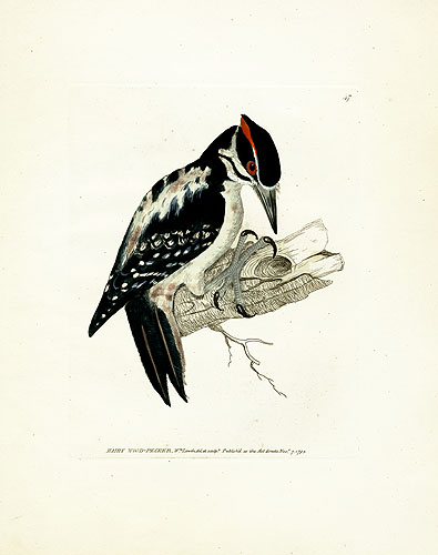 Lewin Birds of Britain Woodpecker Prints 1795