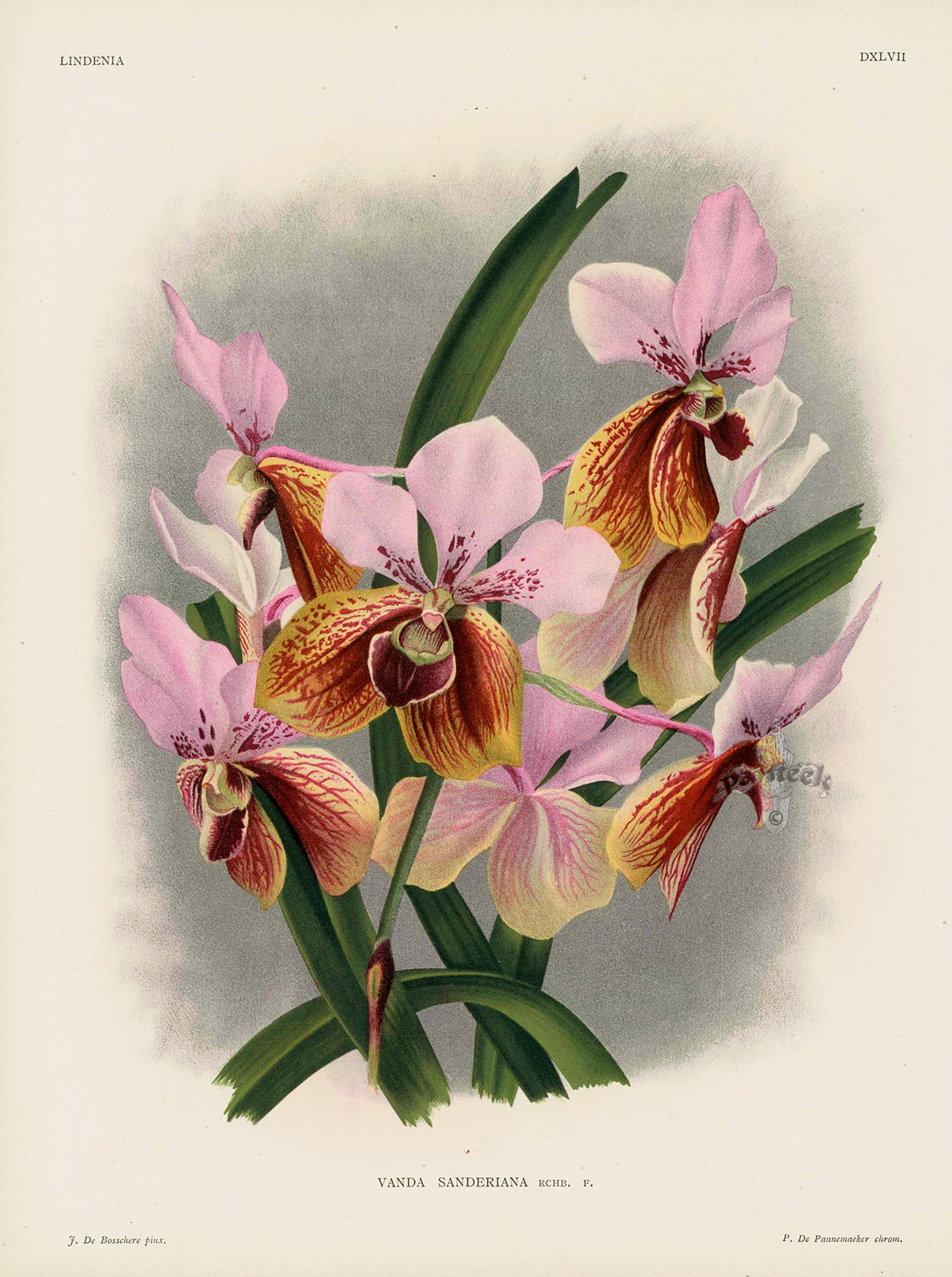 Lindenia 1885 Prints sanderiana Linden from Orchid Vanda Orchid