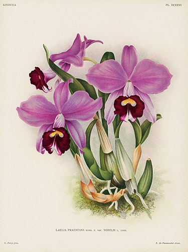 Linden Orchid Prints Lindenia 1885