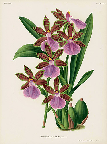 Linden Orchid Prints Lindenia 1885